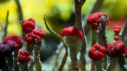 Chapter 3: Invaders of the Land