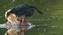 Wet & Wild: Around the Water Hole!