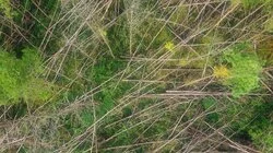 Worm in the Sky, Skeletal Mystery Remains and Thessaloniki Mystery Sounds