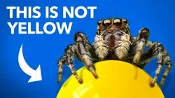 What Jumping Spiders Teach Us About Color