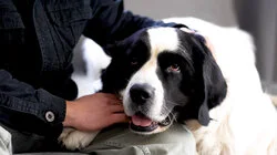 Специалисты по уходу за животными