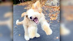 Traumatic Petting Zoo Experiences