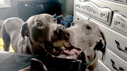 Top 10 Skills Your Dog Probably Won't Learn at Obedience School!