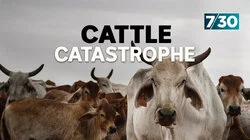 Cattle Catastrophe