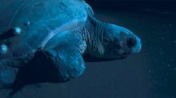 Under the Mediterranean Sea