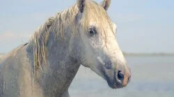 Europe's Untamed Coasts