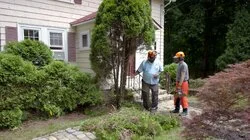 Trash Insert; Arborvitae Removal