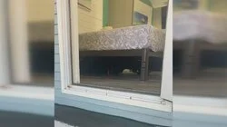 Neighbor Under My Bed