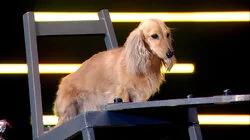 Feet, Forks, and Felines