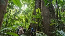 Secrets of the Forest