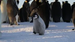 Heart of the Emperors