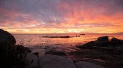 Survival of the Smartest