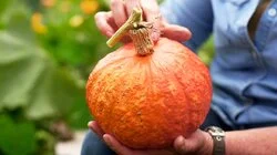 Episode 7 - Autumn: Indoor Stunners & Bruny Island