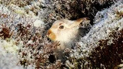 Winterwatch 2013 - Episode 2