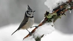 Winterwatch 2015 - Episode 2