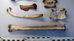 Vil ha tips om mystisk likfunn – del 2