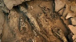 Croc Mummies and the Lost City of Avaris