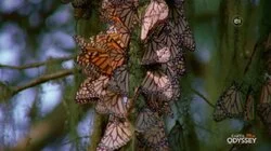 Native to North America