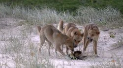 A Journey to Wild Australia