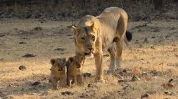 Episode 7 - Gujarat to Goa, India