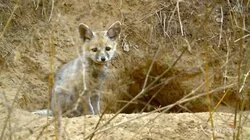 Incredible India: Land of Extremes