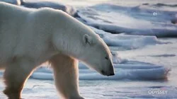 Strategies For Survival