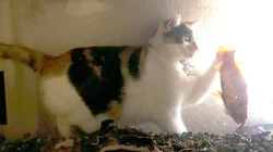 Top 10 Times Animals Proved They Are Smarter Than You Think