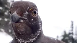 Top 10 Aerial Attacks