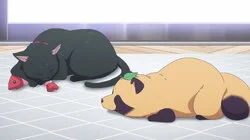 The Cat and Pumpkins