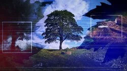 The Sycamore Gap: From Roots to Ruin