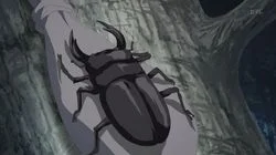 Chase the Miyama Stag Beetle