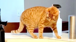 Top 10 Times It Was Good Cats Have Nine Lives