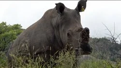 Fra store dyr til store ledere