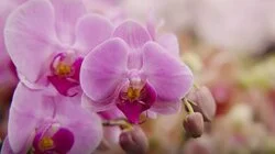 Episode 25 - Winter: Native Garden Design & Orchid Show