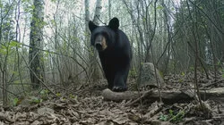 Eyes in the Sky, Boots on the Ground