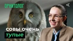 10 глупых вопросов ОРНИТОЛОГУ
