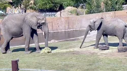 Top 10 Times Your Dog Forgot He Was a Dog