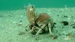 Mysteries of Australian Wildlife