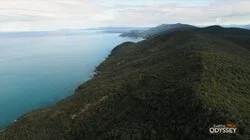 Animal Attachments in Europe