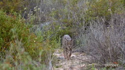 Europe's Wild Survivors