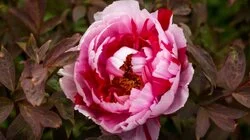 Episode 35 - Spring: Grand Country Garden & Urban Design