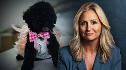 Advarer mot hundesvindel