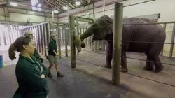 Elephant Special