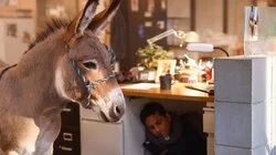 Bagged Birds and Alley Dogs