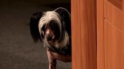 Barking Up the Wrong Caliber and Promises, Promises