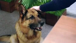 Опасная история