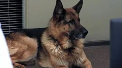 Красотка и книголюб