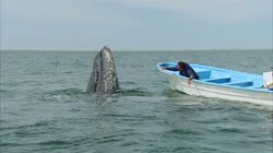 An Incredible Journey Begins