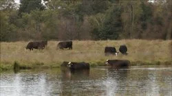 Contaminated: The Carpet Industry's Toxic Legacy