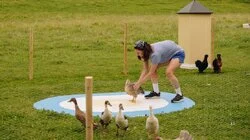 Mer høns og fransk åpning